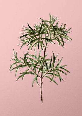 Vintage Botanical on Pink