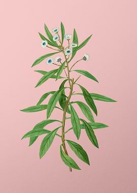 White Flower on Pink