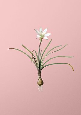 Vintage Rain Lily Flower