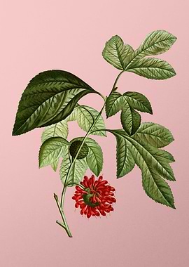 Scarlet Flowers on Pink