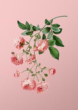 Scarlet Flowers on Pink