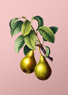 Vintage Fruit on Pink