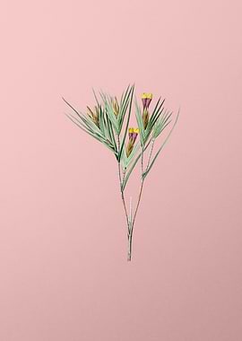 Witsenia Maura on Pink