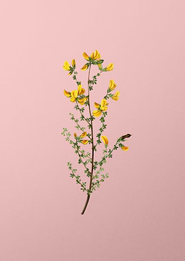 Yellow Flower on Pink