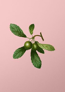 Fruit Illustration on Pink