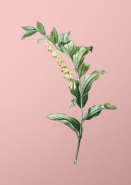 Solomons Seal on Pink