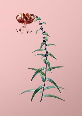 Tiger Lily Flower on Pink