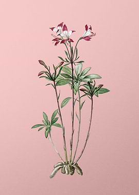 Lily of the Incas on Pink