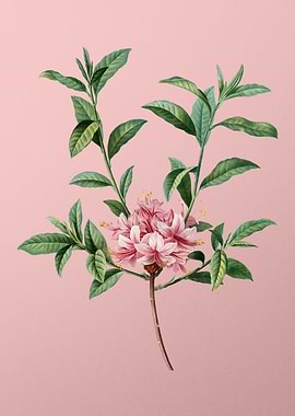 Red Flower Illustration