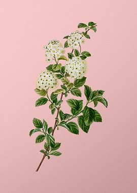 Vintage White Flower Pink