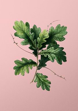 Vintage Botanical on Pink
