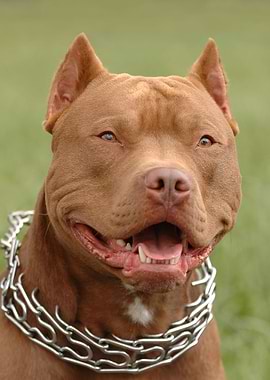 Pitbull red nose dog