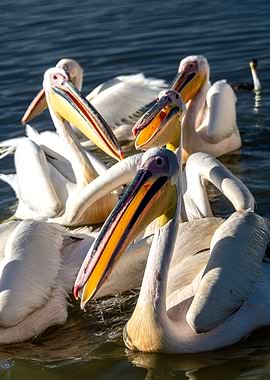 pelicans