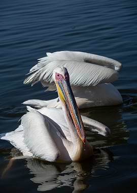 pelican