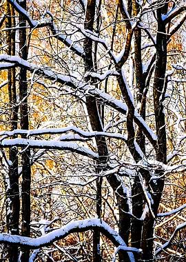 Oak Trees In Winter
