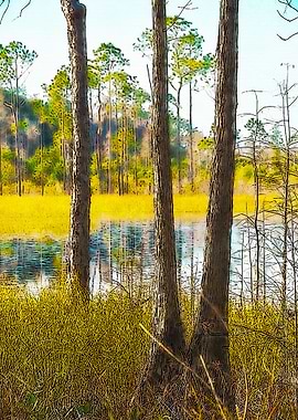 Okefenokee Swamp