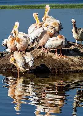 pelican birds