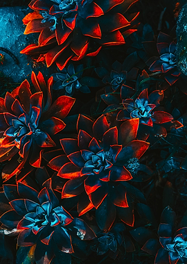 Abstract Flower Photograph