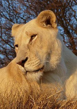 White Lioness 593