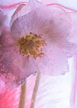 Christmas rose in ice 5