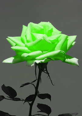 Rose lightgreen ck