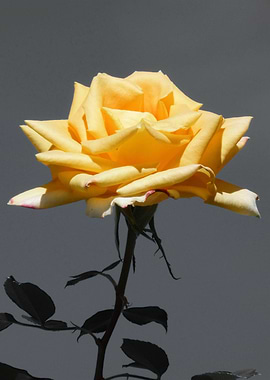 Rose yellow ck