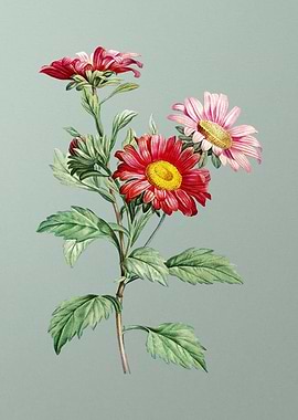 Blooming Red Aster Flowers