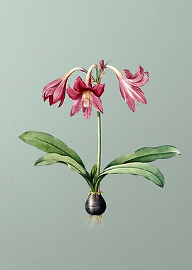 Netted Veined Amaryllis