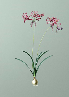 Nerine on Light Green