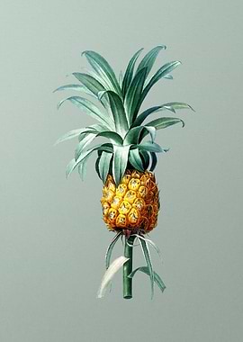 Vintage Pineapple Drawing