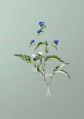 Blue Spiderwort on Green