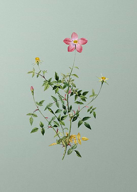 Single Dwarf Chinese Rose