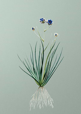 Blue Corn Lily on Green