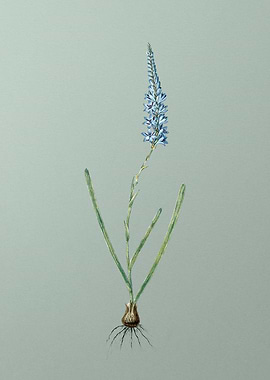 Ixia Cepacea on Green