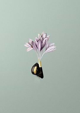 Autumn Crocus on Green