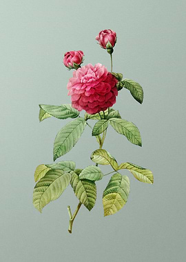 Agatha Rose in Bloom