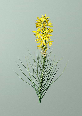 Yellow Asphodel on Green