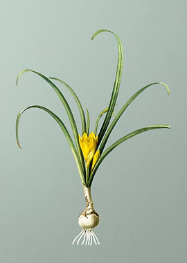 Yellow Autumn Crocus