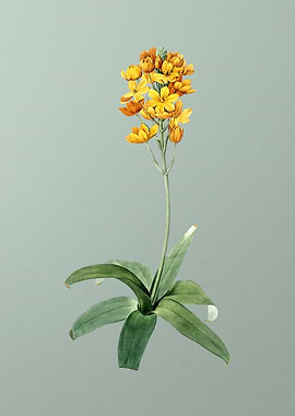 Sun Star on Mint Green