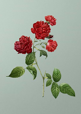 Red Cabbage Rose in Bloom