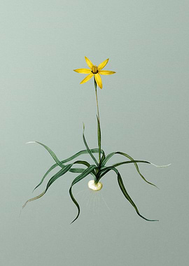 Hypoxis Stellata on Green