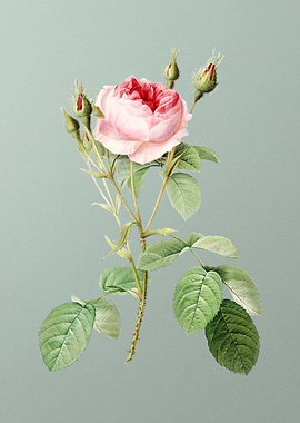 Double Moss Rose on Green