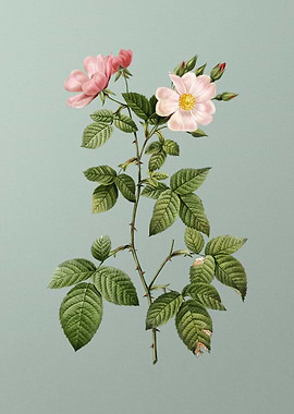 Red Bramble Leaved Rose