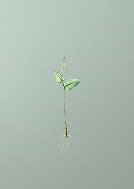 Mayanthemum on Mint Green