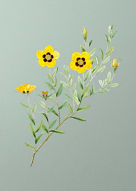 Vintage Rosa Persica