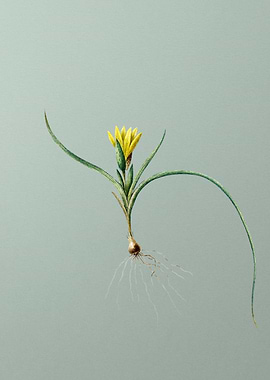 Ixia Recurva on Green