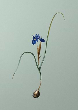 Barbary Nut on Green