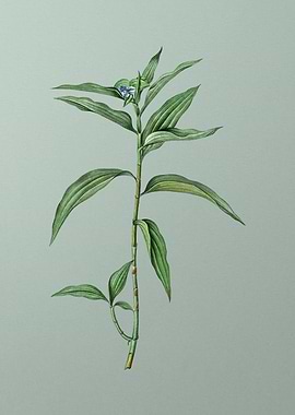 Dayflower on Mint Green
