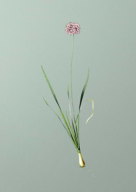 Mouse Garlic on Green