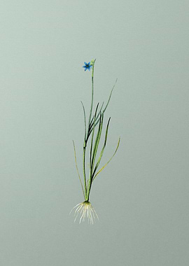 Narrow leaf Blue eye grass